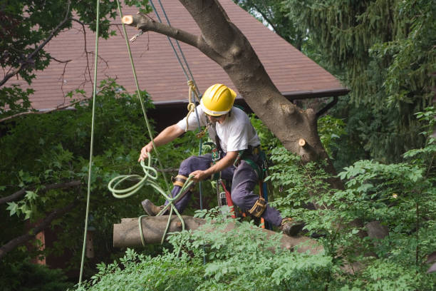 How Our Tree Care Process Works  in  Lake City, SC